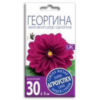 georgina_figaro_violet_sheydes_semena_agrouspekh_7sht 1